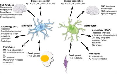 Microglia and Astrocyte Function and Communication: What Do We Know in Humans?